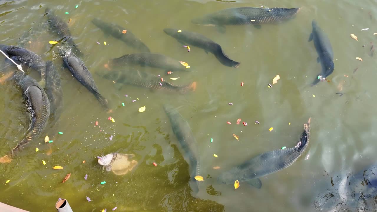 Exotic fish koi japanese garden water pond feeding Nong Nooch Botanical Garden Pattaya Thailand