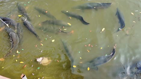 exotic fish koi japanese garden water pond feeding nong nooch botanical garden pattaya thailand
