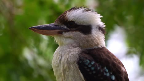 un kookaburra salvaje que ríe, dacelo novaeguineae, encaramado en lo alto de la rama del árbol, haciendo un fuerte llamado en un día de viento en su hábitat natural, especie de ave nativa de australia