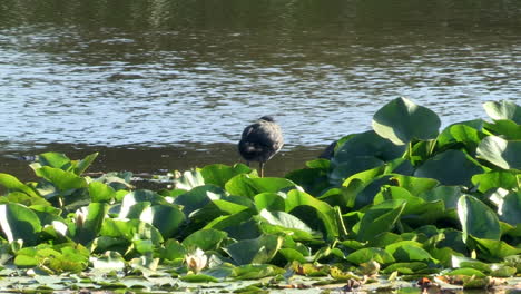 the white-beaked coot cleans its feathers with its beak, on top of water lilies in the pond