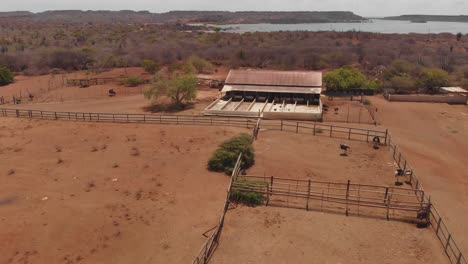 alimentación de avestruz en esta granja de avestruces de temática africana en el caribe holandés de curacao