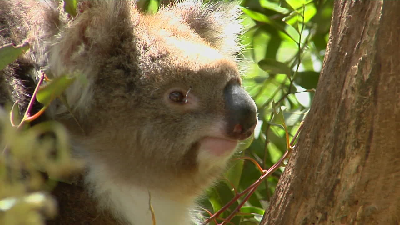 코알라 이 나무에 앉아 있다