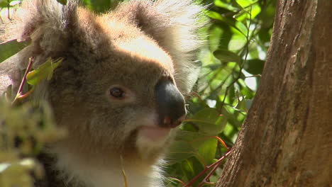 A-Koala-Bear-Sits-In-A-Tree