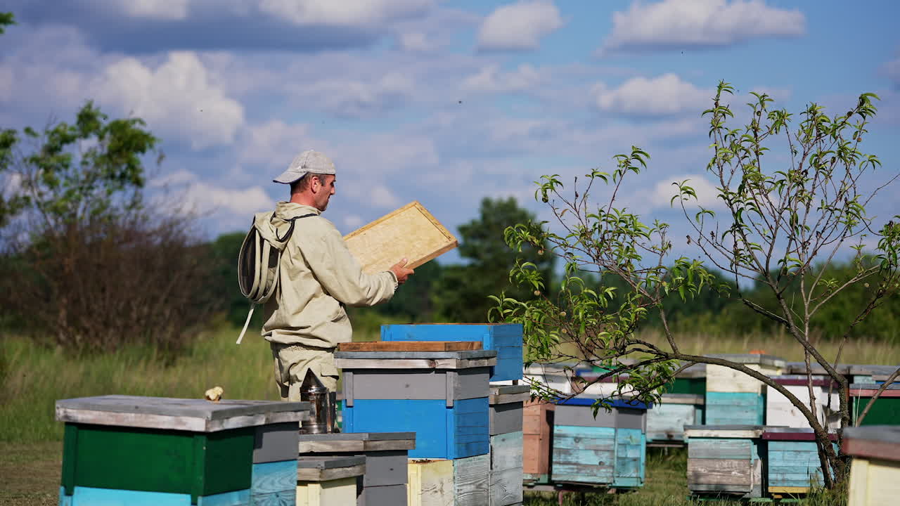 Busy apiarist working in the bee farm. Beekeeper checking up his apiary on sunny summer day. Blurred background.