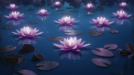 loop lotus flowers on a magical night on the water