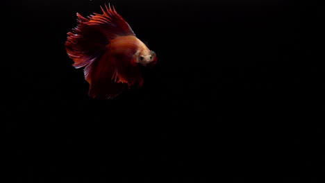 vibrante y colorido pez luchador siamés betta splendens, también conocido como pez luchador tailandés o betta, un popular pez de acuario en cámara súper lenta sobre fondo negro