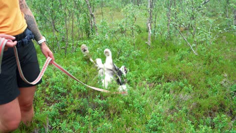 an active playful alaskan malamute purebred dog rolling over vegetated forest ground