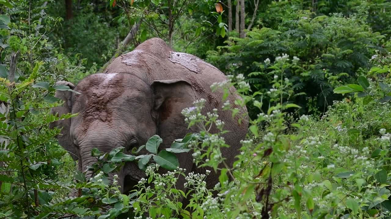 アジアゾウは絶滅危惧種であり、タイの居住者でもあります