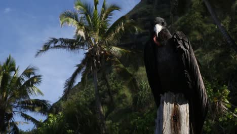 Vista-Más-Cercana-Del-Petrel-En-La-Isla-Pitcairn