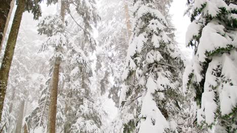 árboles-Cubiertos-De-Nieve-Durante-El-Invierno