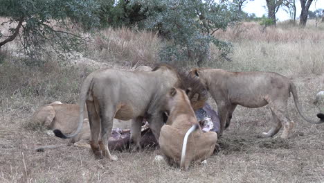male lion walks towards hippo carcass and chases young lion