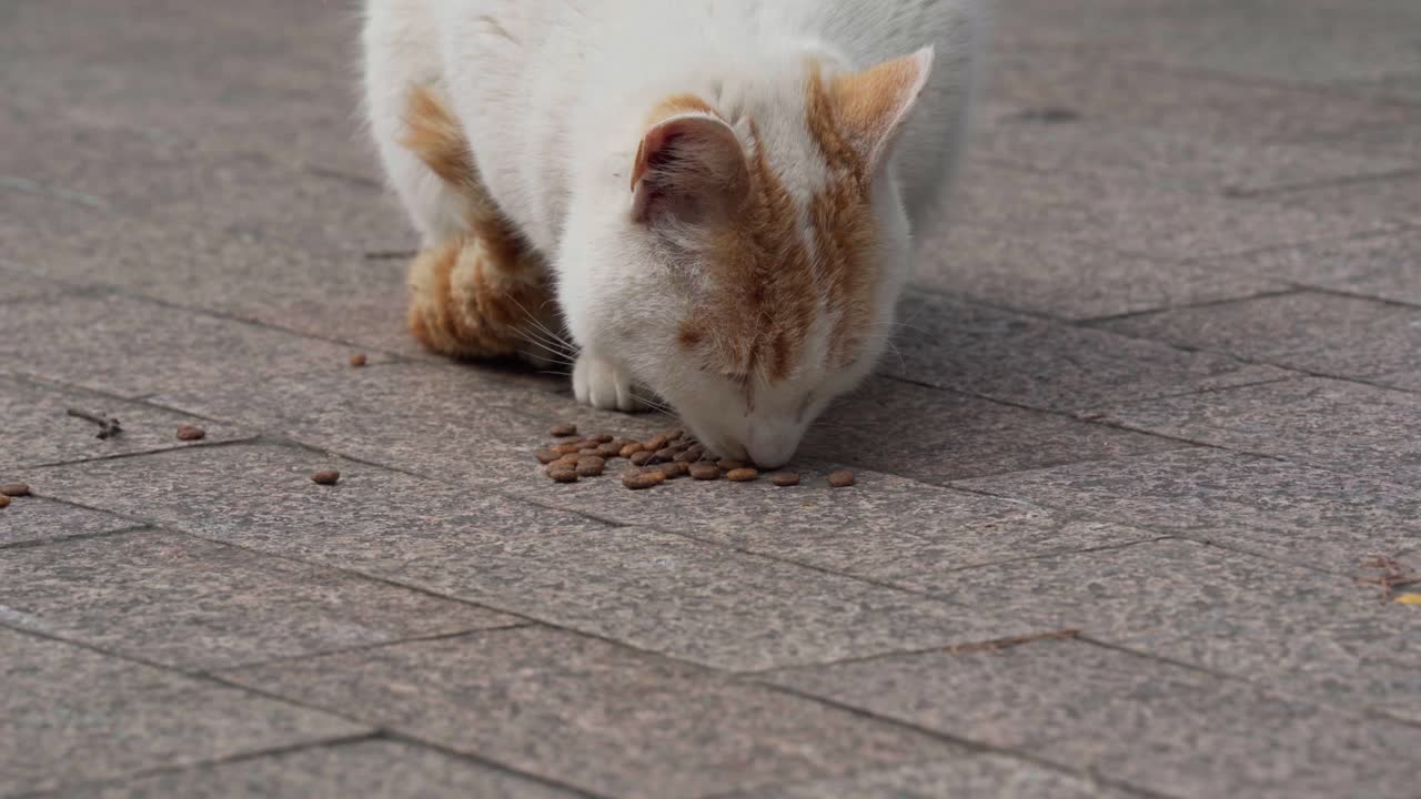 Eine weiß-orangefarbene Katze frisst Trockenfutter auf dem Bürgersteig.