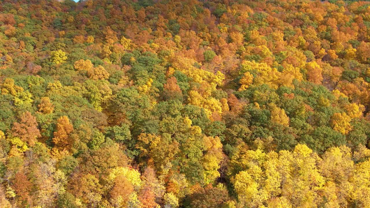 Aerial view from drone of incredible fall foliage on Keuka Lake's west bluff