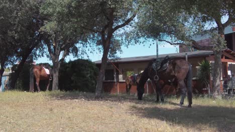some horses with their saddles on are peacefully eating grass tied to some trees next to a bar