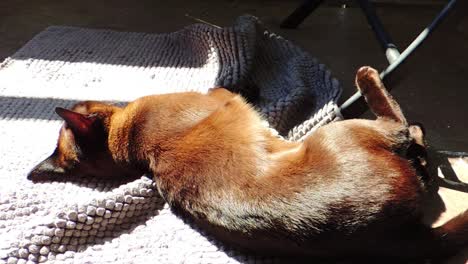 Die-Birmanische-Katzenrasse-Schläft-Im-Sonnenlicht-Auf-Dem-Balkon---Zoomen-In-Der-Aufnahme