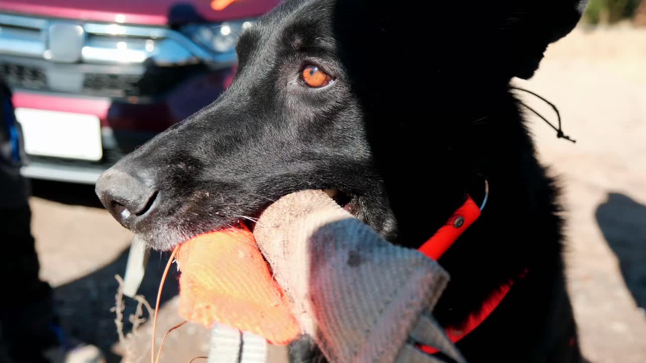 Close up portrait of an intense black German Shepherd cadaver dog holding a reward training tug in its mouth after successfully tracking scent in the field