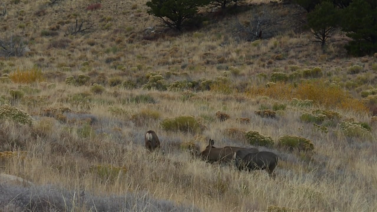 Mule deer family grazing near the Great Sand Dunes National Park in Colorado, USA