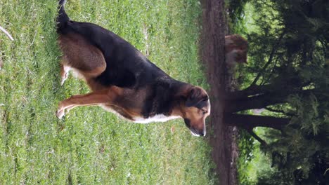 dog and cat in the park