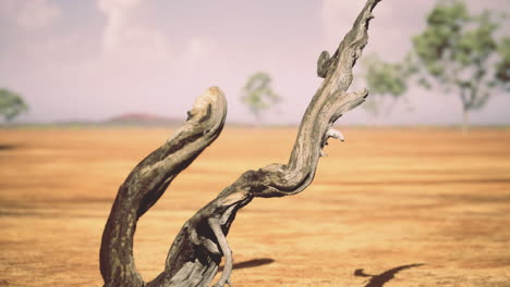 striking twisted wood stands alone in a vast arid landscape under bright sky