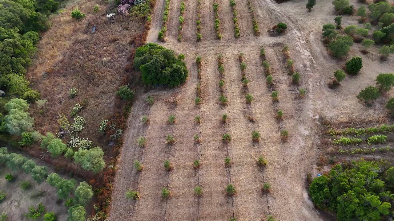 Aerial view of Sardinian olive farm, sunny rural landscape, tranquility