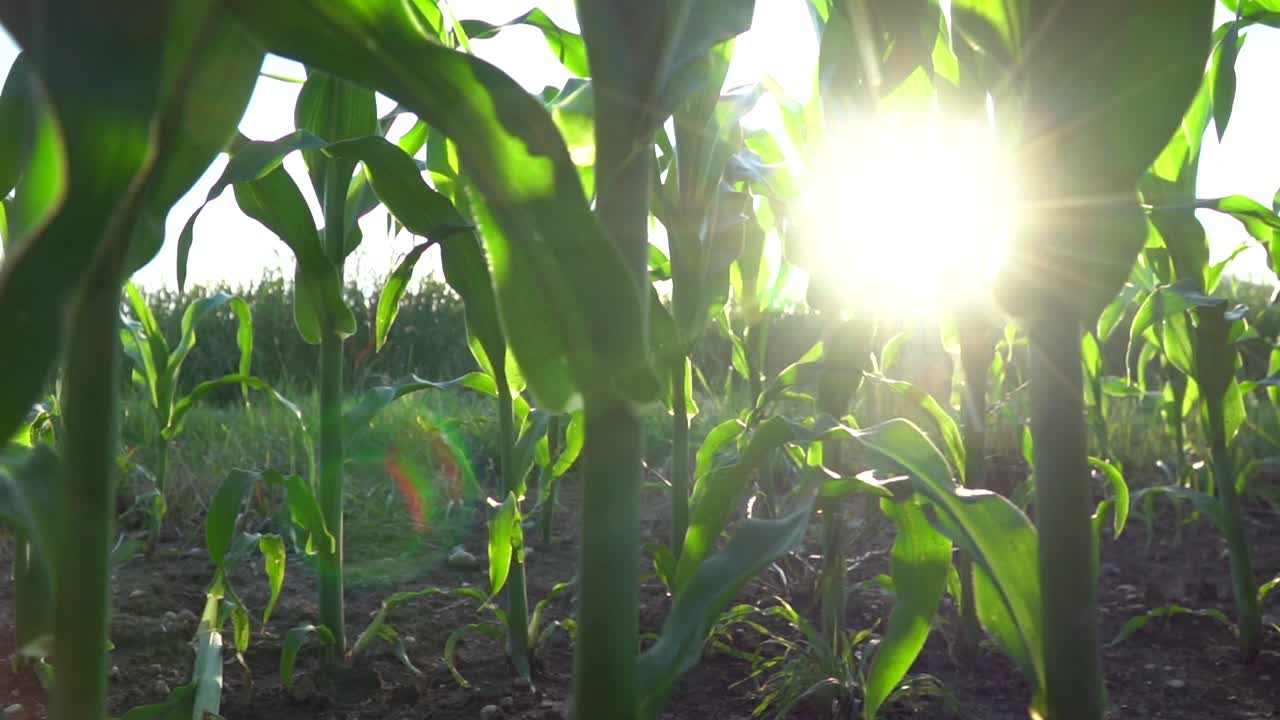 camión de ángulo bajo filmado entre un campo de maíz en crecimiento con rayos de sol en el fondo y destellos de lente en la cámara