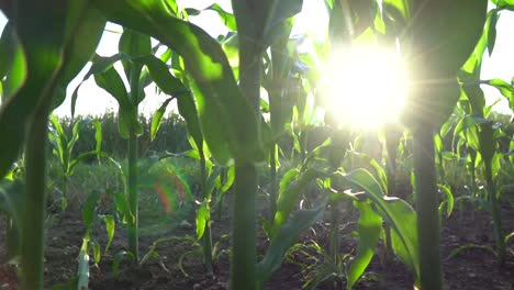 low angle truck shot between growing maize field with sunbeams in background and lens flare into camera