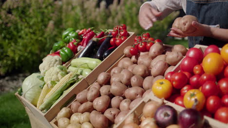 las manos del vendedor colocan las patatas en el mostrador. comercio de verduras locales en una feria agrícola