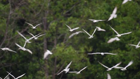 los charranes son aves marinas que se pueden encontrar en todo el mundo en el mar, ríos y otros cuerpos de agua más amplios