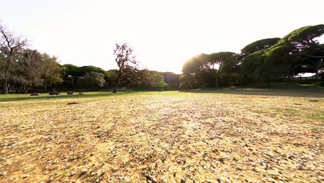 Aerial-dolly-in-revealing-a-dog-chasing-in-slow-motion-a-ball-thrown-by-its-owner-in-the-park