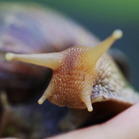 close-up snail on the palm of a woman. large african snails achatina fulica.