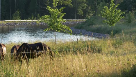 two horses standing next to the göta canal, sweden