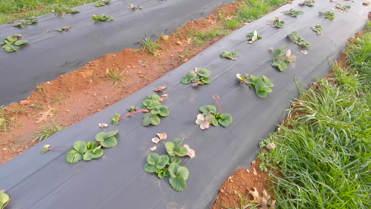 Small, young strawberry plants planted on black plastic rows.