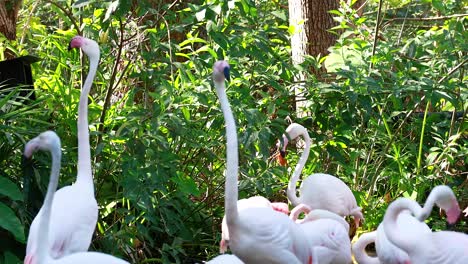 flamingos interacting in a lush, green habitat