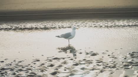 Eine-Möwe,-Die-Aus-Einer-Pfütze-Am-Strand-Aufsteigt