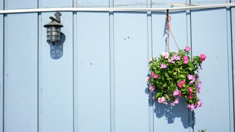 a hanging flower pot with pink flowers in front of a blue wall