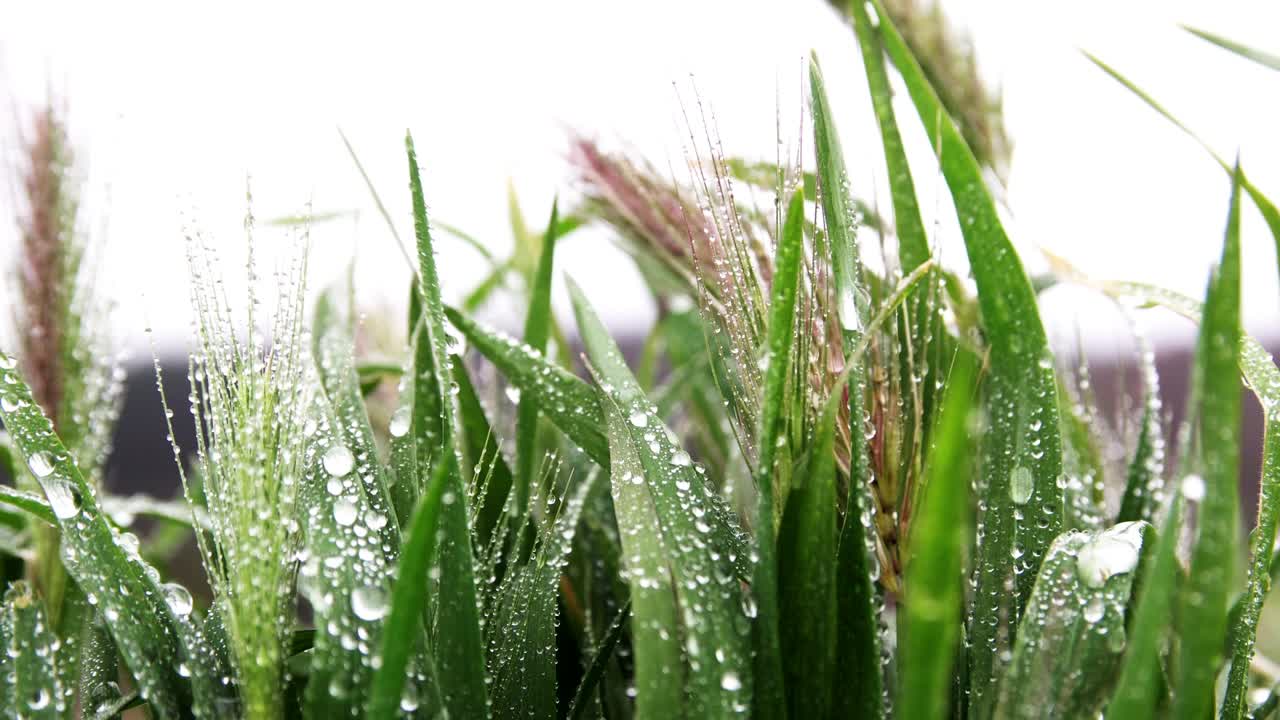 잔디 위에 떨어지는 비가 가까이에서.