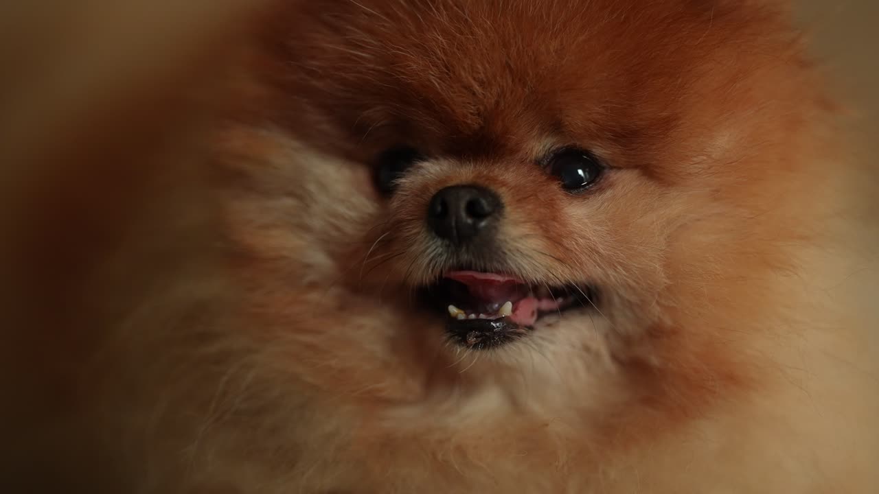 A fluffy pomeranian dog sits comfortably indoors, showcasing its bright orange fur and lively eyes. The dog appears curious and attentive, capturing the essence of a playful companion