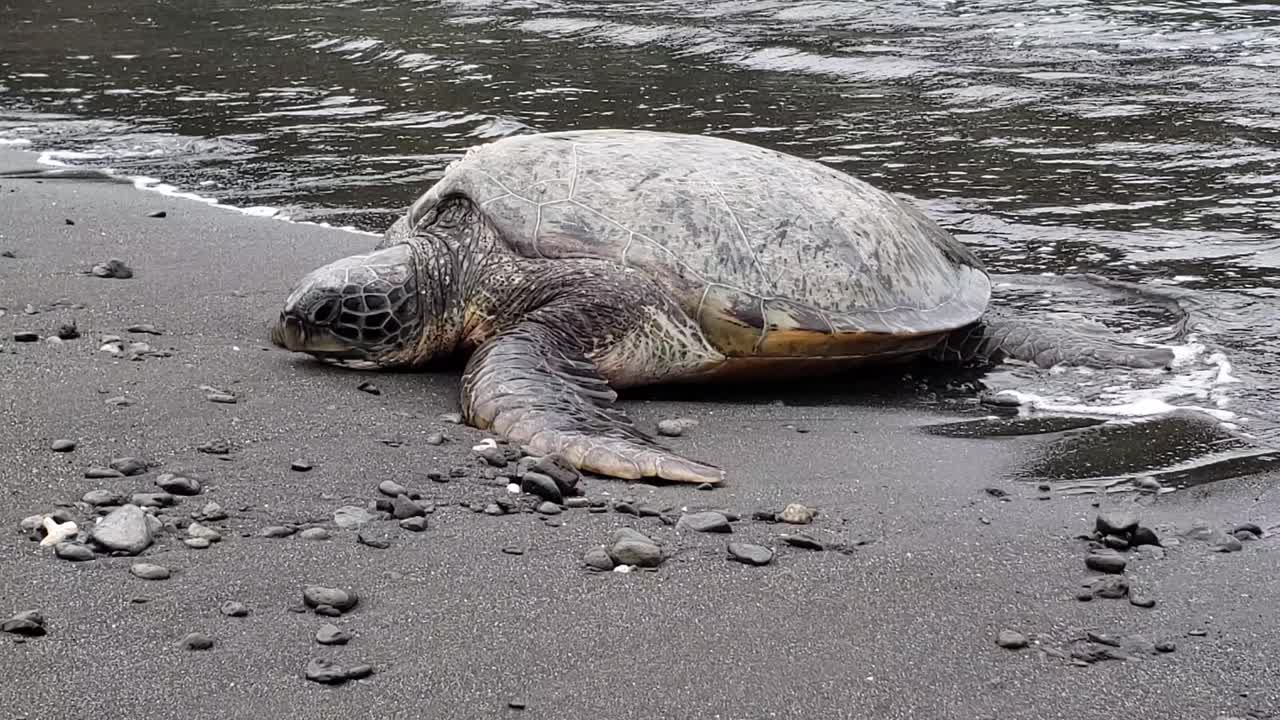 olas salpicando una tortuga marina verde gigante en la orilla arenosa con guijarros