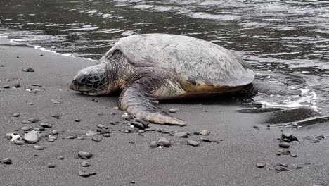 Waves-Splashing-On-A-Giant-Green-Sea-Turtle-On-The-Sandy-Shore-With-Pebbles