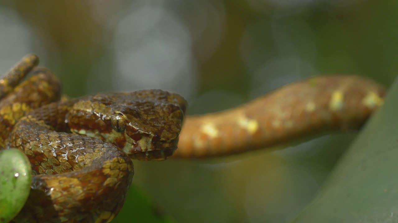 A Malabar Pit Viper snake which has sat during the rains now drinks the water that has accumulated on its body, its a unique moment rarely captured in the Western Ghats of India