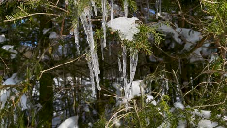 mystic icicles on branches of fir tree on a sunny day