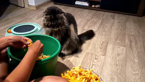 un gato maine coon muy curioso observa a su dueño haciendo las tareas domésticas