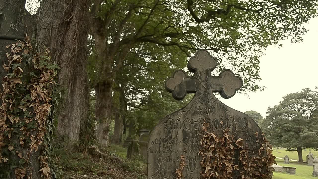 묘지에 자란 비석