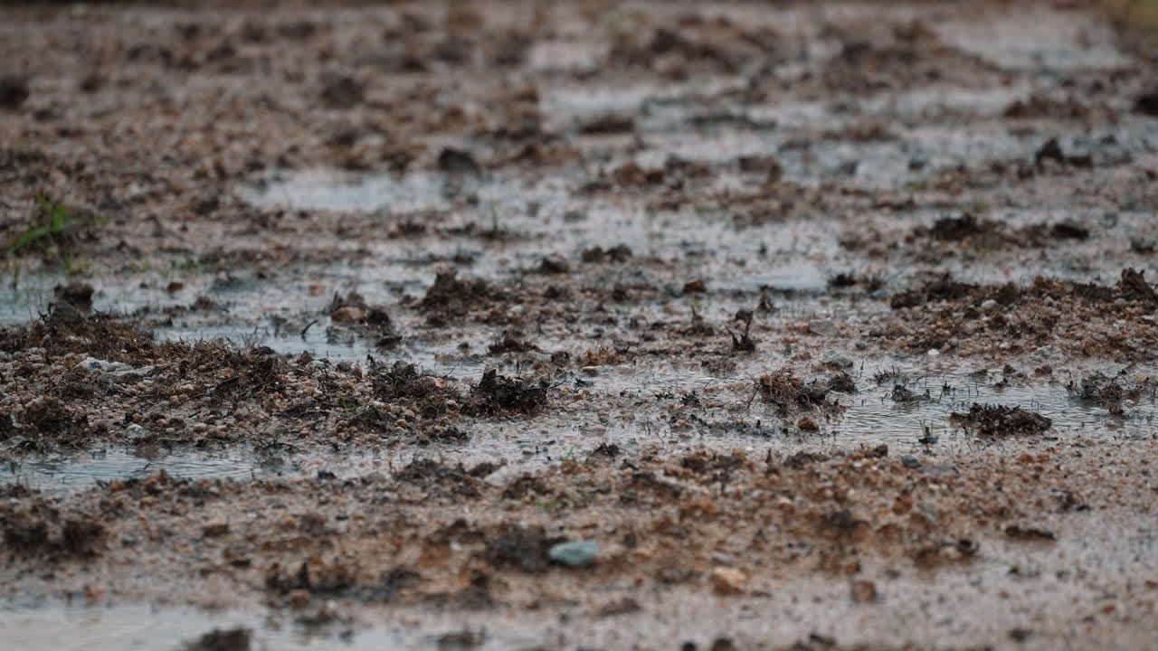 A raining day with a muddy dirt
