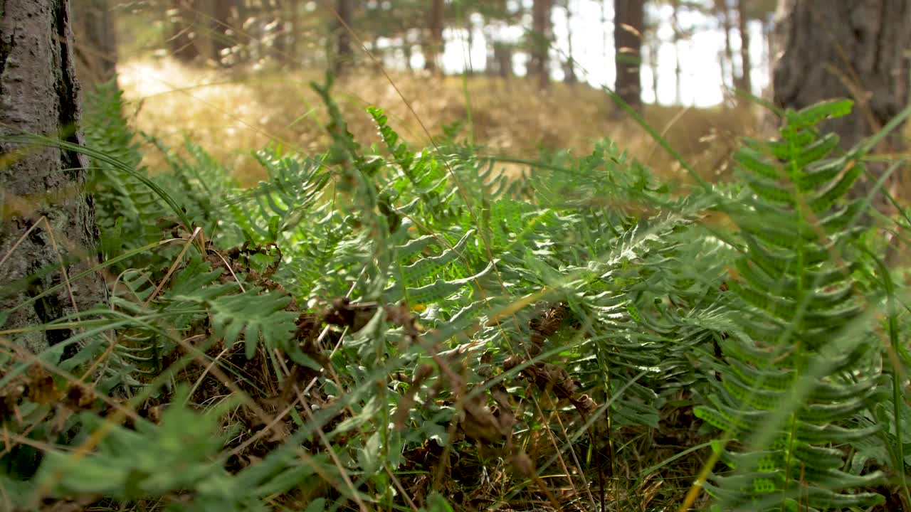 helechos verdes balanceándose con viento fuerte, bosque de pinos costeros en un día soleado de otoño, profundidad de campo poco profunda, tiro de primer plano medio de mano