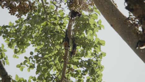 Haustier-Frisst-Feige-Und-Stört-Andere-Fledermaus,-Kopfüber-Im-Feigenbaum