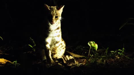 Gesehen,-Wie-Er-Auf-Getrocknetem-Gras-Und-Blättern-Sitzt-Und-In-Richtung-Der-Kamera-Schaut,-Während-Er-Hineingezoomt-Wird,-Dann-Leckt-Und-Zwinkert