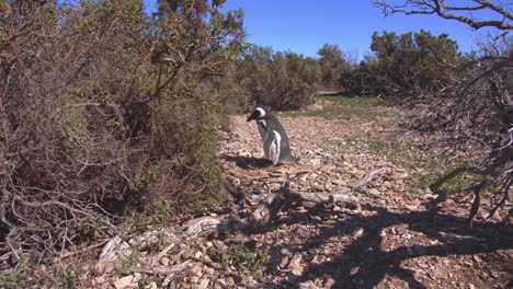 Magellanic-Penguin-standing-by-the-bushes-and-inspecting-the-ground-at-Bahia-bustamante