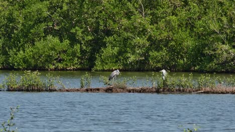 Dos-Individuos-Uno-Frente-Al-Otro,-Uno-A-La-Izquierda-Extendiendo-Sus-Alas-Y-Acicalándose-Mientras-El-Otro-Mira,-Garza-Gris-Ardea-Cinerea,-Tailandia