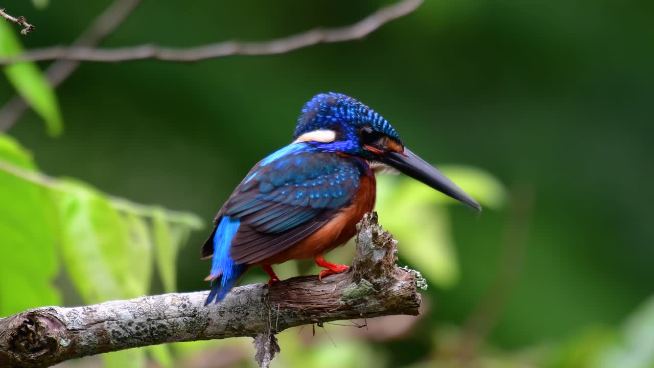 el martín pescador de orejas azules es un pequeño martín pescador que se encuentra en tailandia y es buscado por los fotógrafos de aves debido a sus hermosas orejas azules, ya que es una pequeña, linda y esponjosa bola de plumas azules de un pájaro